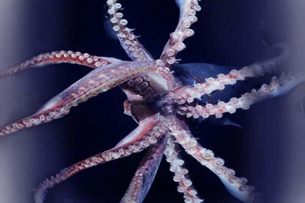 Kraken актуальное